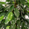 Ficus benjamina Danielle - Ø21cm - ↕95cm + pot Mayk Plomb Everspring