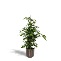 Ficus benjamina Danielle - Ø21cm - ↕95cm + pot Mayk Plomb Everspring