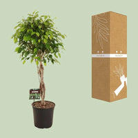 Ficus Benjamina Exotica - Ø27cm - ↕120cm Everspring