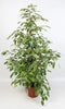 Ficus Benjamina Golden King - Ø 21 cm - ↕ 100 cm - GREEN OASIS - SHOP