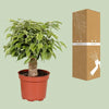 Ficus Benjamina Kinky - Ø12cm - ↕28cm Everspring