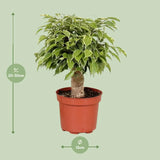 Ficus Benjamina Kinky - Ø12cm - ↕28cm Everspring