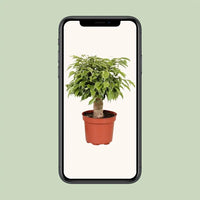 Ficus Benjamina Kinky - Ø12cm - ↕28cm Everspring