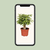 Ficus Benjamina Kinky - Ø12cm - ↕28cm Everspring
