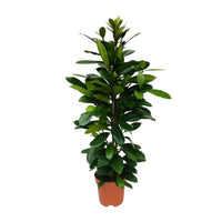 Ficus Cyathistipula - Ø21cm - ↕105cm Everspring