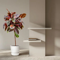 Ficus Elastica Belize sur tige - 130 cm - ø24 Everspring