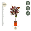 Ficus Elastica Belize sur tige - 130 cm - ø24 Everspring