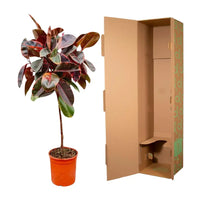 Ficus Elastica Belize sur tige - 130 cm - ø24 Everspring