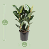Ficus Elastica Robusta - Ø27cm - ↕85cm Everspring