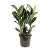 Ficus Elastica Robusta - Ø27cm - ↕85cm Everspring