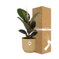 Ficus Elastica ‘Robusta’+ pot ELHO Vibes Fold 14 cm jaune - GREEN OASIS - SHOP