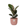 Ficus Elastica ‘Robusta’ + pot ELHO Vibes Fold 14 cm rose - GREEN OASIS - SHOP