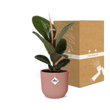 Ficus Elastica ‘Robusta’ + pot ELHO Vibes Fold 14 cm rose - GREEN OASIS - SHOP