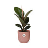 Ficus Elastica ‘Robusta’ + pot ELHO Vibes Fold 14 cm rose - GREEN OASIS - SHOP