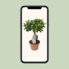 Ficus Ginseng - Ø17cm - ↕40cm Everspring