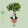 Ficus Ginseng - Ø17cm - ↕40cm Everspring