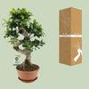 Ficus Ginseng - Ø22cm - ↕60cm Everspring