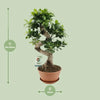 Ficus Ginseng - Ø22cm - ↕60cm Everspring