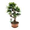 Ficus Ginseng - Ø22cm - ↕60cm Everspring