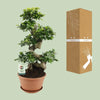 Ficus Ginseng - Ø27cm - ↕70cm - GREEN OASIS - SHOP