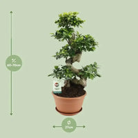 Ficus Ginseng - Ø27cm - ↕70cm - GREEN OASIS - SHOP
