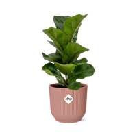 Ficus Lyrata ‘Bambino’ + pot ELHO Vibes Fold 14 cm rose - GREEN OASIS - SHOP