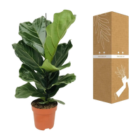 Ficus Lyrata - Ø17cm - ↕75cm Everspring