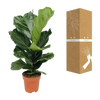 Ficus Lyrata - Ø17cm - ↕75cm Everspring