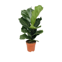 Ficus Lyrata - Ø17cm - ↕75cm Everspring