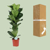 Ficus Lyrata - Ø21cm - ↕90cm Everspring