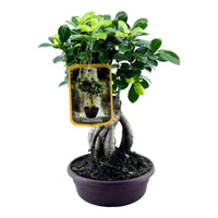 Ficus Microcarpa Ginseng - 30 cm - Ø17cm - GREEN OASIS - SHOP