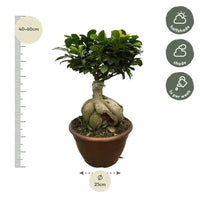 Ficus Microcarpa Ginseng - 50 cm - Ø25 cm - GREEN OASIS - SHOP