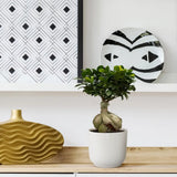 Ficus Microcarpa Ginseng - 50 cm - Ø25 cm - GREEN OASIS - SHOP Plantes vertes originales livrées à votre domicile