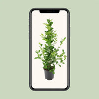 Ficus microcarpa Moclame - Ø21cm - ↕95cm Everspring