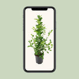 Ficus microcarpa Moclame - Ø21cm - ↕95cm Everspring