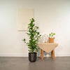 Ficus microcarpa Moclame - Ø21cm - ↕95cm + pot Mayk Lead Everspring
