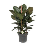 Ficus Robusta - Ø27cm - ↕90cm Everspring