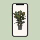Ficus Robusta - Ø27cm - ↕90cm Everspring