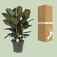 Ficus Robusta - Ø27cm - ↕90cm Everspring