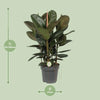 Ficus Robusta - Ø27cm - ↕90cm Everspring