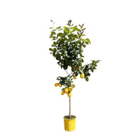 Flèche Citroën - 150 cm - ø24 Everspring