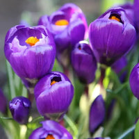 🌷 Flower Record Crocus violettes – 20 Bulbes à Fleurs – Taille 8+ - GREEN OASIS - SHOP