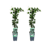 Hedera helix - 2 pièces - Ø15cm - ↕65cm - GREEN OASIS - SHOP