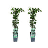 Hedera helix - 2 pièces - Ø15cm - ↕65cm - GREEN OASIS - SHOP
