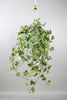 Hedera Helix Gold Child - Suspension/XXL - Ø24cm - ↕60cm - GREEN OASIS - SHOP Plantes vertes originales livrées à votre domicile