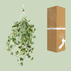Hedera Helix Gold Child - Suspension/XXL - Ø24cm - ↕60cm - GREEN OASIS - SHOP Plantes vertes originales livrées à votre domicile