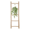 Hedera Helix Gold Child - Suspension/XXL - Ø24cm - ↕60cm - GREEN OASIS - SHOP Plantes vertes originales livrées à votre domicile