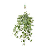 Hedera Helix Gold Child - Suspension/XXL - Ø24cm - ↕60cm - GREEN OASIS - SHOP Plantes vertes originales livrées à votre domicile