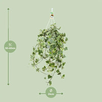 Hedera Helix Gold Child - Suspension/XXL - Ø24cm - ↕60cm - GREEN OASIS - SHOP Plantes vertes originales livrées à votre domicile