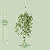Hedera Helix Gold Child - Suspension/XXL - Ø24cm - ↕60cm - GREEN OASIS - SHOP Plantes vertes originales livrées à votre domicile